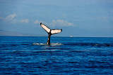 tail 00135 humpback whale tail