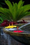 fountain 09932