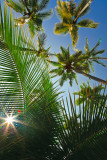 Palm tree - sun burst palm 10870 