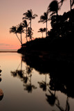 reflecting palms 31575 