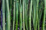 Bamboo 31653 