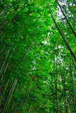 Bamboo forest 08542