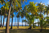 Kapuaiwa coconut grove 02411