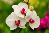 Orchid 18242