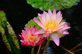 water lily 28947