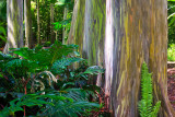 Painted Eucalyptus 29708