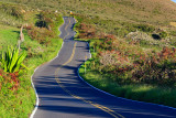 Winding Road to Hana  33994