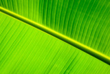 Banana Leaf RD-682 .jpg