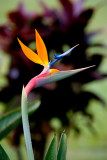 Bird of Paradise #2