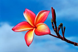 Plumeria Akena