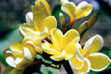 Plumeria - Yellow Plumeria