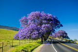 Jacaranda #7