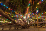 Lahaina Banyan Tree at Christmas