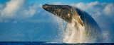 Humpback Whale - Breach - Leviathan