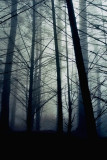 Caught in the Mist