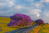 Jacaranda #6