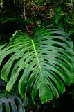 Monstera