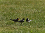 wagtail family :o)