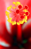 hibiscus1