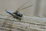 20120623_175w.jpg