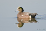 Wigeon_20110225_8527.jpg