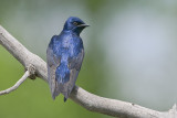 PurpleMartin_20110605_3357.jpg