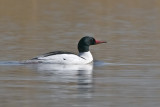 CommonMerganser_20110421_1142.jpg