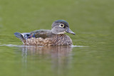 WoodDuck_20111004_8080.jpg