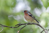 Chaffinch (Fringilla coelebs)_20120512_2500.jpg