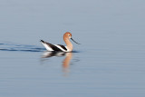 Avocet_May202012_3009.jpg