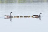 CanadaGoose_May202012_2988.jpg