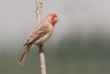 HouseFinch_20120606_4082.jpg