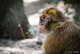 Macaca sylvanus