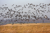 Dark-bellied Brent Goose (Branta bernicla bernicla)