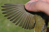 possible Iberian Chiffchaff (Phylloscopus ibericus)