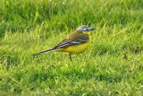 Channel Wagtail (Motacilla flava flava x flavissima)
