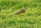 Channel Wagtail (Motacilla flava flava x flavissima)