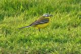 Channel Wagtail (Motacilla flava flava x flavissima)