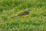 Channel Wagtail (Motacilla flava flava x flavissima)