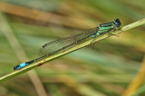 Blue-tailed Damselfly (Ischnura elegans)