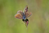Common Blue (Polyommatus icarus)