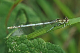 White-legged Damselfly (Platycnemis pennipes)