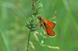 Essex Skipper (Thymelicus lineola)