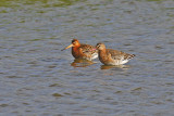 Black-tailed Godwit (Limosa limosa)