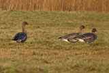 Tundra Bean Goose (Anser fabalis rossicus)