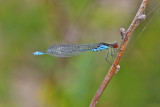 Small Red-eyed Damselfly (Erythromma viridulum)