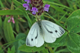 Small White (Pieris rapae)