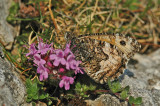 Grayling (Hipparchia semele thyone)