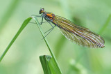 Beautiful Demoiselle (Calopteryx virgo)