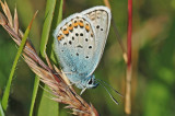 Silver-studded Blue (Plebejus argus caernensis)
